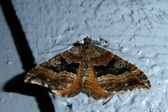 Hydriomena deltoidata