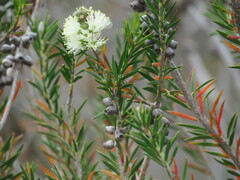Melaleuca capitata