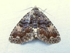 Metalectra richardsi