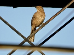 Toxostoma curvirostre