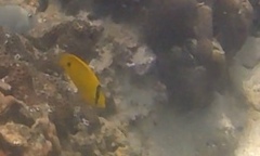 Chaetodon interruptus