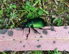 Calosoma schayeri