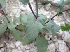Senecio mohavensis