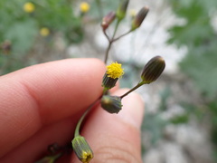 Senecio mohavensis