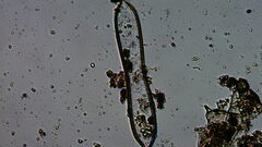 Bacillariophycidae