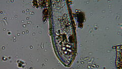 Bacillariophycidae