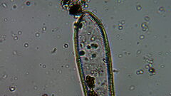Bacillariophycidae