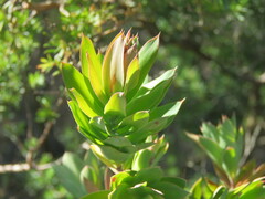 Styphelia triflora