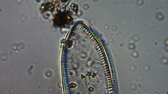 Bacillariophycidae