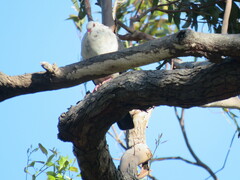 Columba leucomela