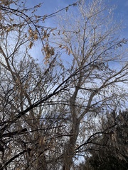 Elaeagnus angustifolia