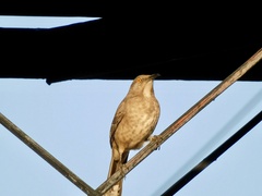Toxostoma curvirostre