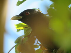 Eudynamys orientalis cyanocephalus