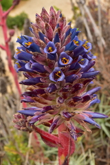 Puya venusta