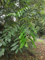 Dysoxylum parasiticum