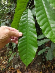 Dysoxylum parasiticum