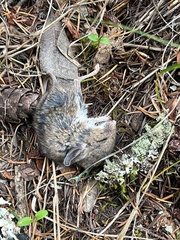 Peromyscus sonoriensis