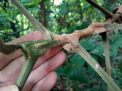 Dysoxylum parasiticum