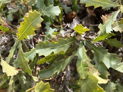 Banksia quercifolia