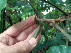 Dysoxylum parasiticum
