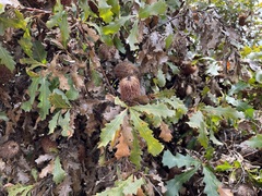Banksia quercifolia