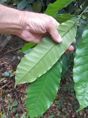 Dysoxylum parasiticum