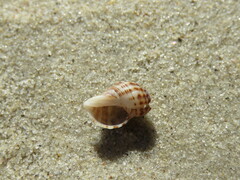 Agnewia tritoniformis