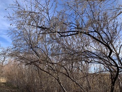 Elaeagnus angustifolia