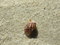 Agnewia tritoniformis