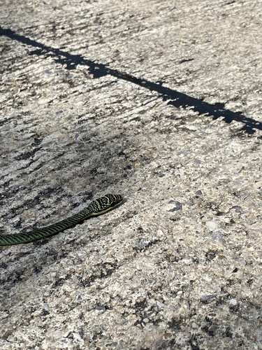 Golden Tree Snake — seen at this dive site