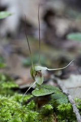 Corybas acuminatus