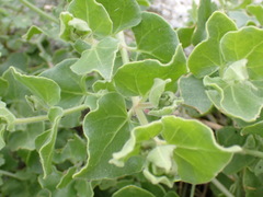 Mirabilis tenuiloba