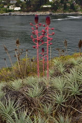 Puya venusta