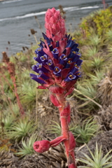 Puya venusta