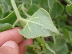 Mirabilis tenuiloba