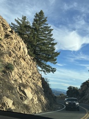 Pseudotsuga macrocarpa