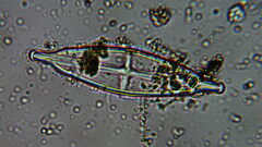 Naviculales