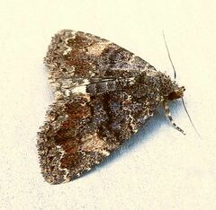 Metalectra richardsi