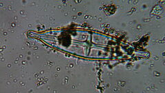 Naviculales