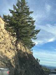 Pseudotsuga macrocarpa