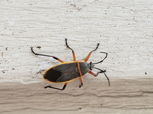 Bordered plant bug