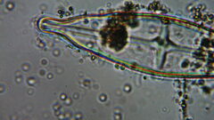 Naviculales