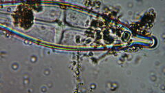 Naviculales