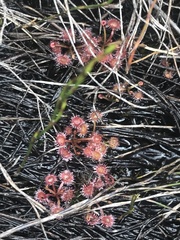 Drosera peltata