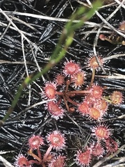 Drosera peltata