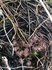 Drosera peltata
