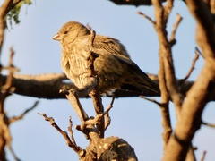 Haemorhous mexicanus