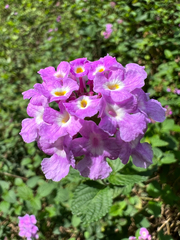 Lantana montevidensis