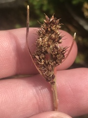 Luzula alpestris
