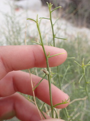 Ambrosia salsola